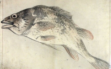 Anonymous: "A Shoal of Fishes" - Five Japanese ink drawings