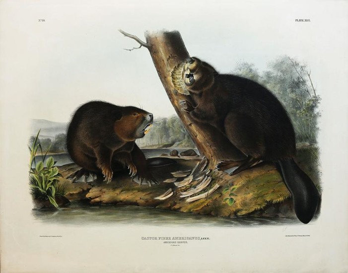 Audubon Lithograph, American Beaver