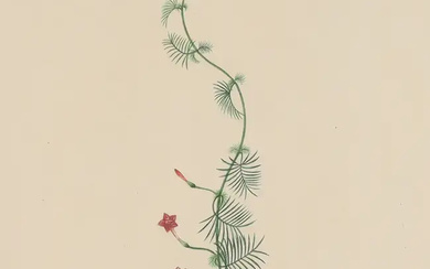 British School, 19th century- Botanical studies; pencil and watercolour on paper, each...