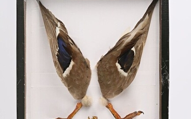 Canard colvert (Anas platyrhynchos domesticus,... - Lot 68 - Vasari Auction