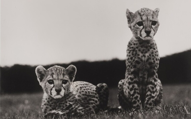 'Cheetah Orphans in Mweiga near Nyeri', Peter Beard