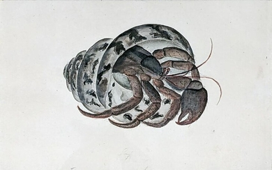 Heriot original watercolor of a Diagrams Crab