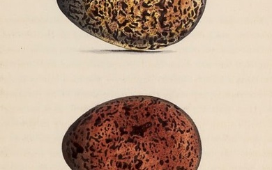Hewitson, William C. Coloured illustrations of the eggs of British birds, accompanied with