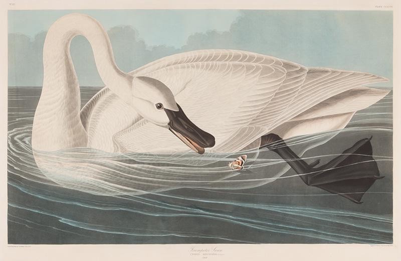John James Audubon (American, 1785)