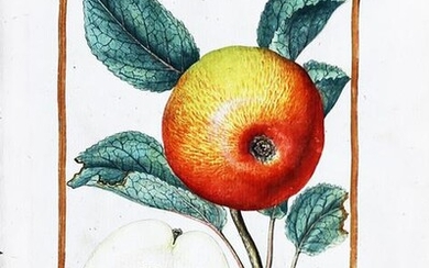 Le Moyne Watercolor of an Apple