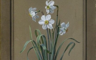 Peigne Original Watercolor of Narcissus Poeticus