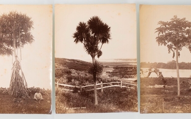 Photographes non identifiés. Études d’arbres, Océanie. Série de cinq épreuves albuminées d’arbres dont des espèces...