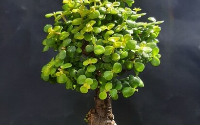 Portulacaria afra cork bark bonsai tree 25 year old plant