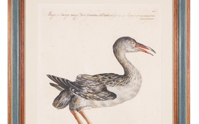 SAVERIO MANETTI (ITALIAN 1723 - 1784)TWELVE BIRDS FROM 'A NATURAL HISTORY OF BIRDS'