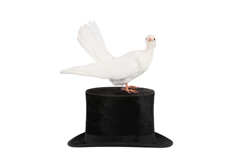 TAXIDERMY:'A MAGICIAN'S ASSISTANT' WHITE DOVE ON TOP HAT