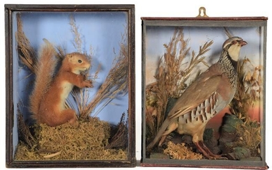 Taxidermy: A Cased French Partridge and Red Squirrel, circa early...