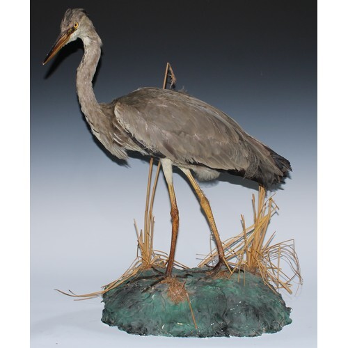 Taxidermy - a heron, inset glass eyes, mounted on a composit...
