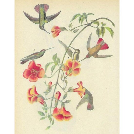 c1946 Audubon Print, #184 Black-Throated Mango
