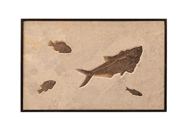 An Aesthetic Fossil Fish Mural