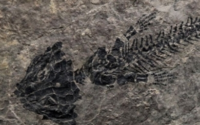 Fossil amphibian - Discosauriscus austriacus (15.7 cm) - Plate 22 x 18 cm - preserved bones - Good contrast - 1.6 kg