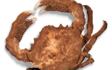 Crabe éponge , “La dromie” - ventes aux enchères...