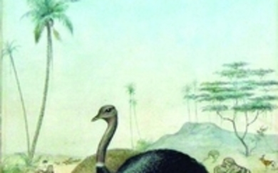 Smit Watercolor of Ostriches