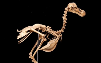 A LIFE-SIZE PAINTED MODEL OF A DODO SKELETON (RAPHUS CUCULLATUS)