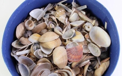 A Large Collection of Small Sea Shells