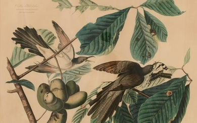 After John James Audubon (American, 1785-1851), Yellow-Billed Cuckoo, Plate II, Engraved by W.H.