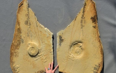 Ammonite Matrix Plates - decorative and rare - Positive and negative - Torquatisphinctes (uncommon species) - 170×44×5.4 cm