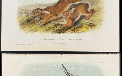 Audubon - Pair of Lithographs of Northern Hare