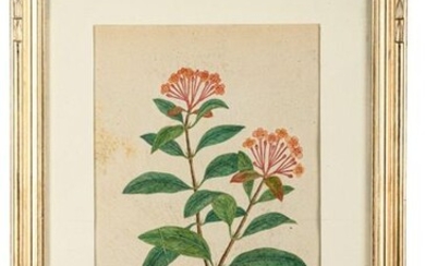 "Flowers" from Lord Macartney's albumssecond half of the 18th centurywatercolor on laid and watermarked paperLord Macartney was an English ambassador to Beijing since 1793 and assembled an album with 30 illustrations of watercolor plants, the work is...