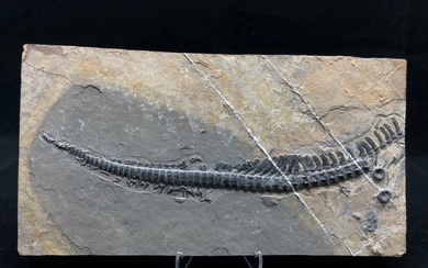Fossil - Fossil matrix - Mixosaurus Tail - 28.5 cm - 14.5 cm