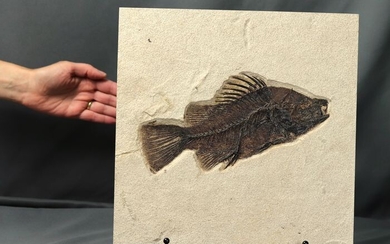 Fossil fish ( 24cm !!) - Extra large - Raised bones - - Priscacara serrata- 30×30×2.0 cm