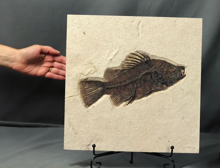 Fossil fish ( 24cm !!) - Extra large - Raised bones - - Priscacara serrata- 30×30×2.0 cm