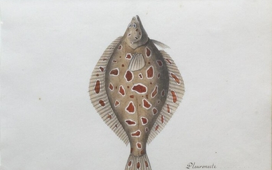 Freminville original watercolors of three fish
