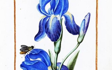 Le Moyne Watercolor of a German Iris