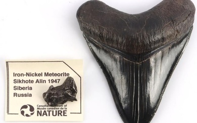 MEGALODON SHARK TOOTH AND METEORITE