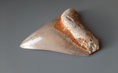Megalodon - Tooth - mooi glad, egaal en scherp - 25×99×115 mm