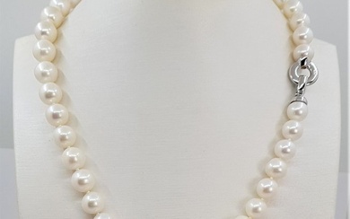 No Reserve Price - Necklace 10x11mm Round White Edison - 925 Freshwater pearls, Silver