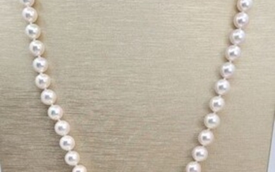 No Reserve Price - Top grade AAA 7.5x8mm Akoya pearls, Silver - Necklace