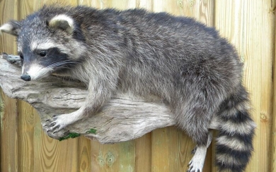 North American Raccoon - full body, wall-mount - - Procyon lotor - 40×25×60 cm
