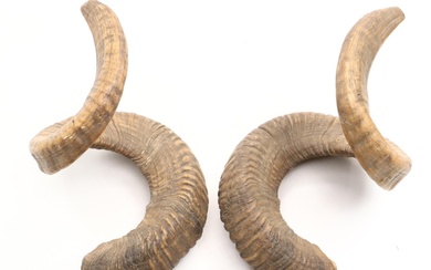 Pair of Rams Horns