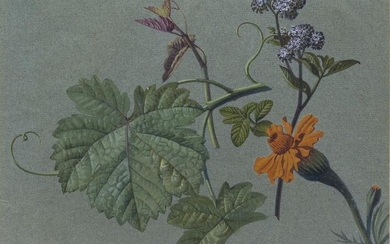 Prevost Original Watercolor Study of Flowers and Vine