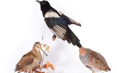 Taxidermy: A Collection of Countryside Birds, modern, a full mount...