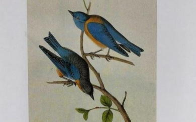 Western Blue Bird/Arctic Blue Bird