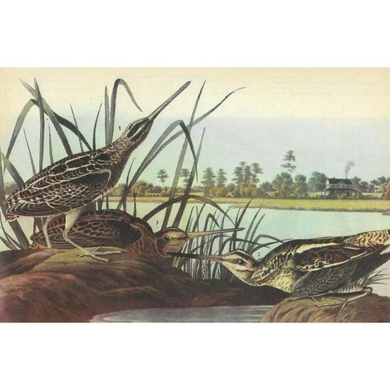 c1946 Audubon Print, Wilson's Snipe