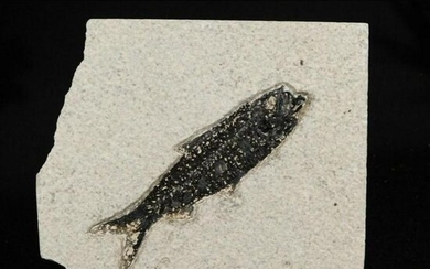 50 Million Year Old Fish Fossil Specimen