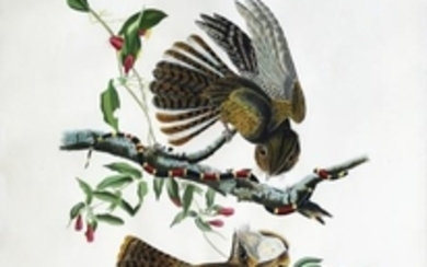 Audubon Aquatint Engraving, Chuck Will's Widow, Plate