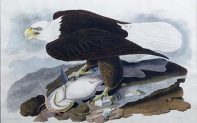 Audubon Engraving, White-headed Eagle