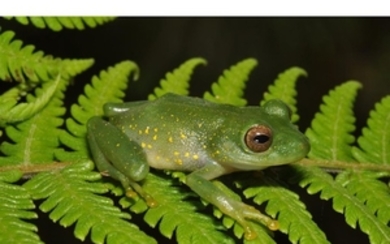 COLOMBIAN FROG Taxon: Frog | Genus: Pristimantis This bright...