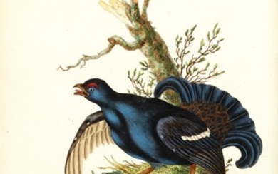 Donovan | The Natural History of British Birds. London, 1799-1819, 10 volumes