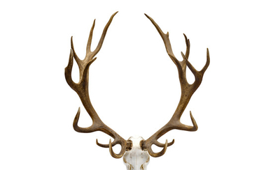 A Large Set of Stag Antlers