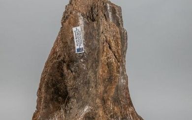 A Fossilized Woolly Mammoth Right Shoulder Blade