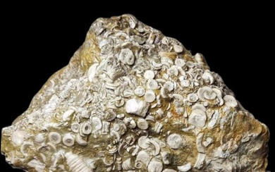 Amazing natural fossils - Fossilised animal - Crinoid - 19 cm - 13 cm